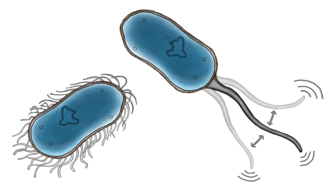 Bakterienzelle mit Cilien und Geißel