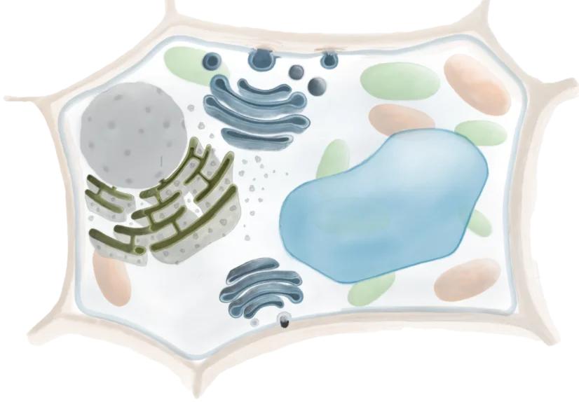 Membransysteme
