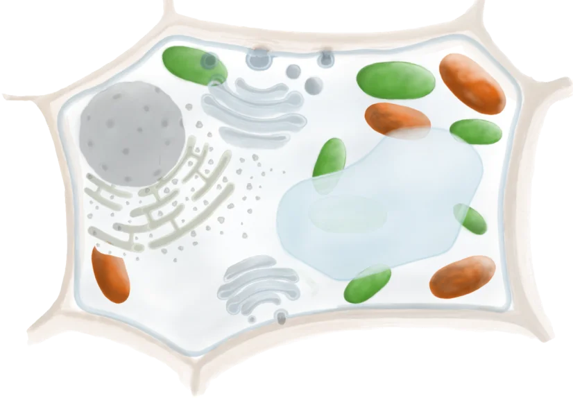 Mitochondrium