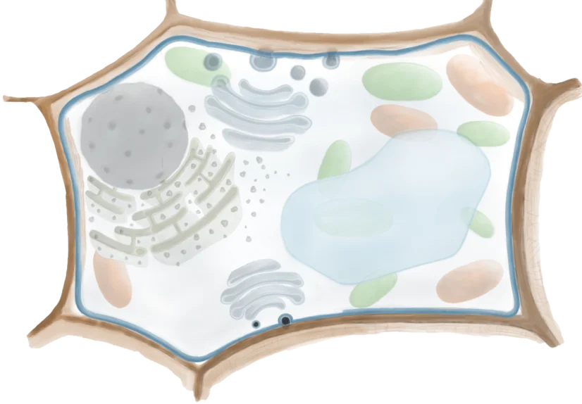 Zellwand & Zellmembran